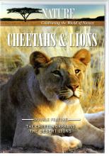 Cheetahs & Lions cover art